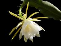 Thumbnail of 1504_Epicactus Hybride weiss-gelb_20140430(2).jpg